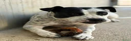 Meticcio cani in regalo: Mini pit bullina, 16 kg. 3 anni  - Annuncio 11