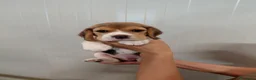 Beagle cani in vendita: Cuccioli di Beagle - Annuncio 5
