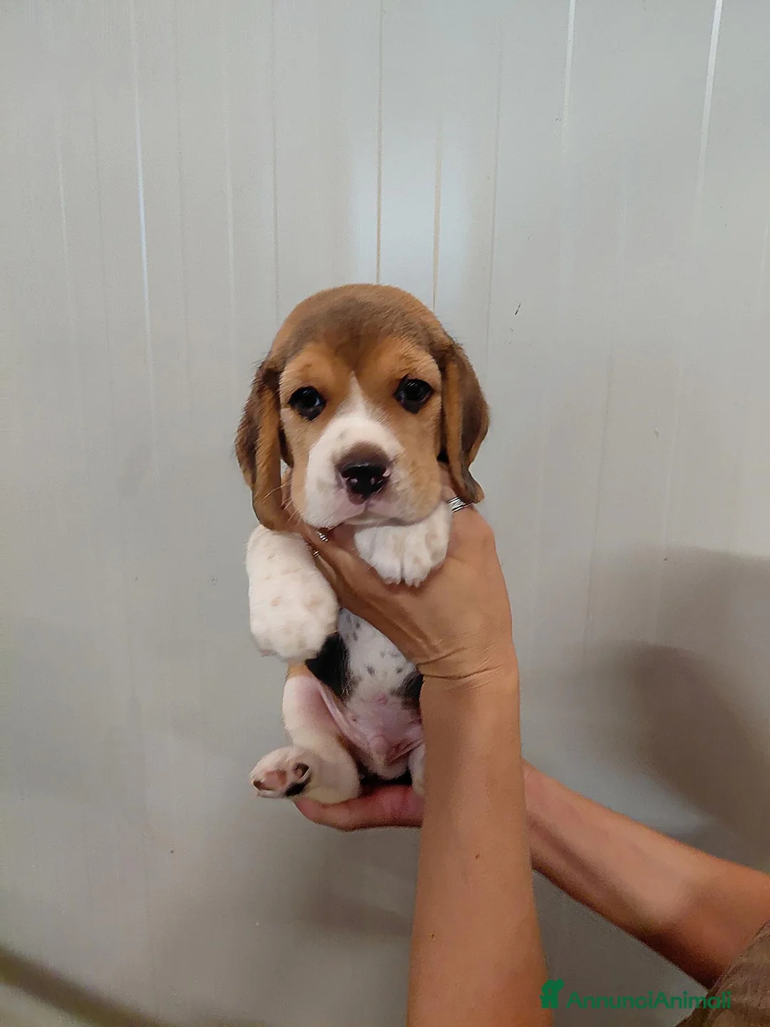 Beagle cani in vendita: Cuccioli di Beagle - Annuncio 5