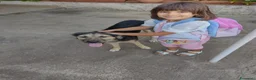 Meticcio cani in regalo: Splendido Simil Pastore di 9 mesi (Catania) - Annuncio 4
