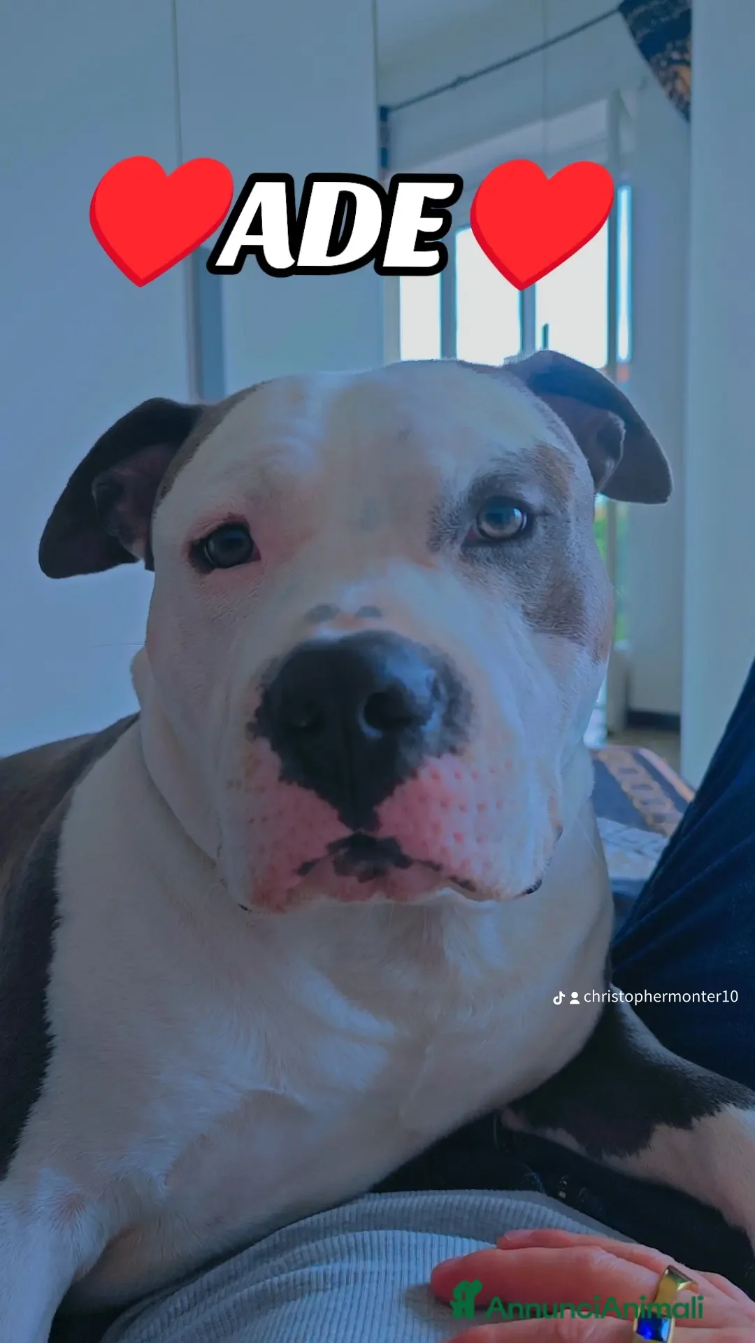 Pitbull cani per accoppiamento: Monta - Annuncio 29