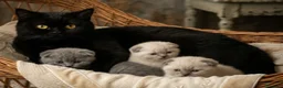 Scottish gatti in vendita: Scottish fold e scottish stright  - Annuncio 2