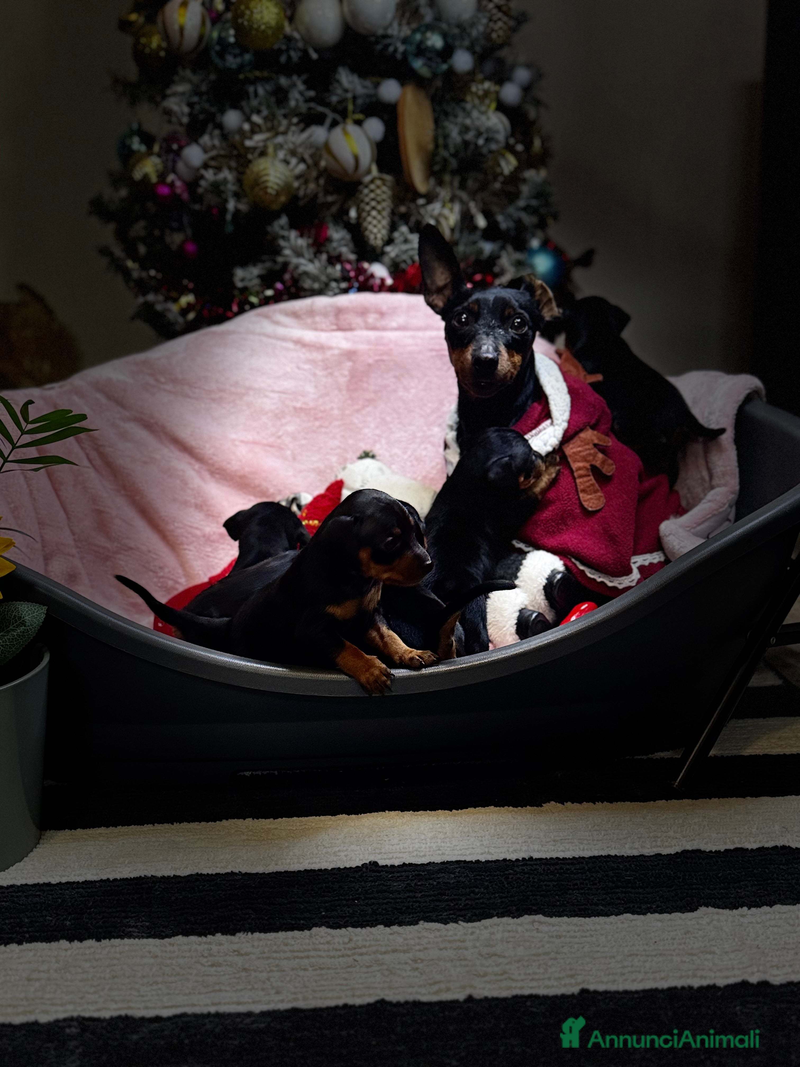 Pinscher Miniatura cani Pinscher nano - Annuncio 1
