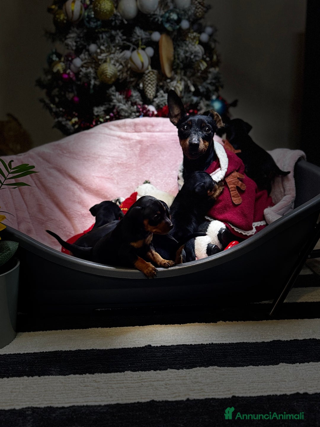 Pinscher Miniatura cani in vendita: Pinscher nano - Annuncio 1