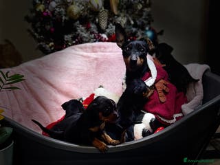 Pinscher Miniatura cani Pinscher nano - Annuncio 14