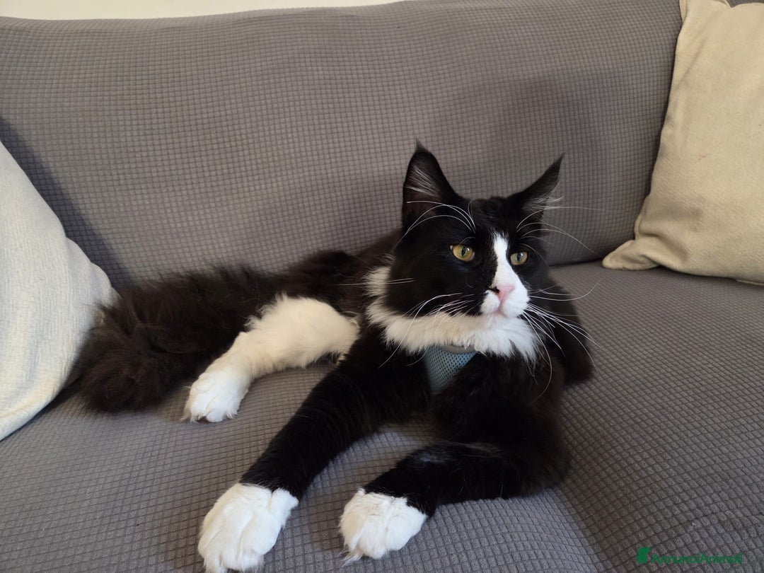 Maine Coon gatti in vendita: Vendo Cuccioli di Maine Coon - Annuncio 4