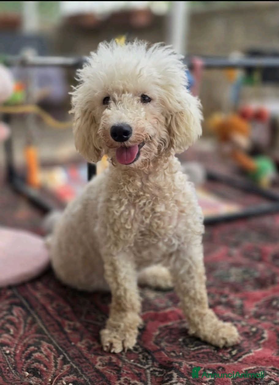 Barboncino cani PICCOLA MAFALDA, DOLCISSIMA - Annuncio 1