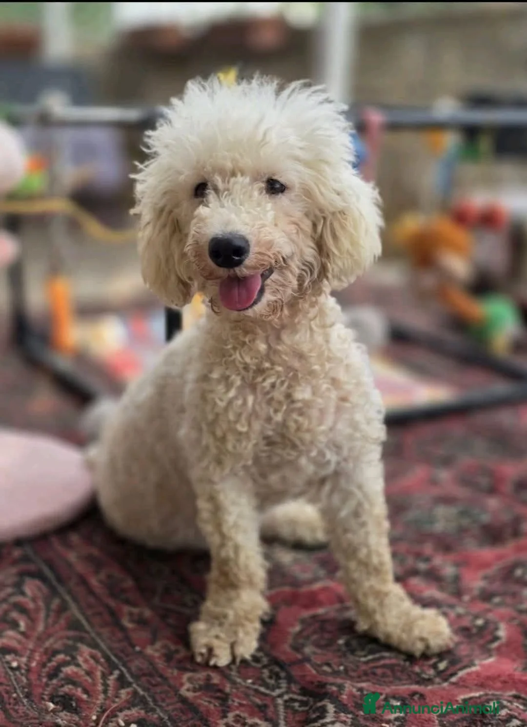 Barboncino cani in regalo: PICCOLA MAFALDA, DOLCISSIMA - Annuncio 1