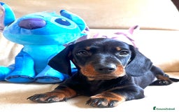 Bassotto cani in vendita: Bassotto Tedesco Nano a Città metropolitana di Roma Capitale - Immagine 2
