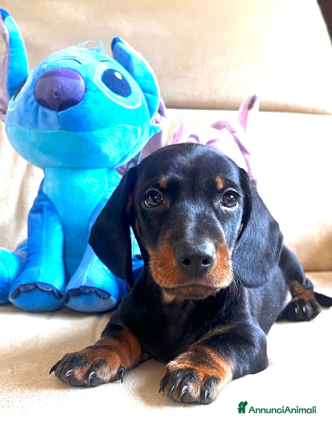 Bassotto cani in vendita: Bassotto Tedesco Nano a Città metropolitana di Roma Capitale - Immagine 2