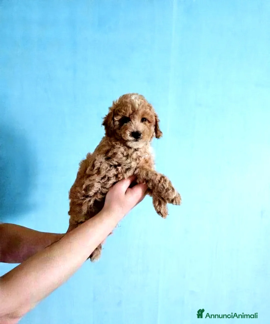 Maltipoo cani in vendita: Maschietto di Maltipoo toy a Città Metropolitana di Napoli - Annuncio 4