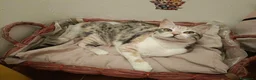 Meticcio gatti in regalo: IRIDELLA, gattina per adozione del cuore. - Annuncio 2