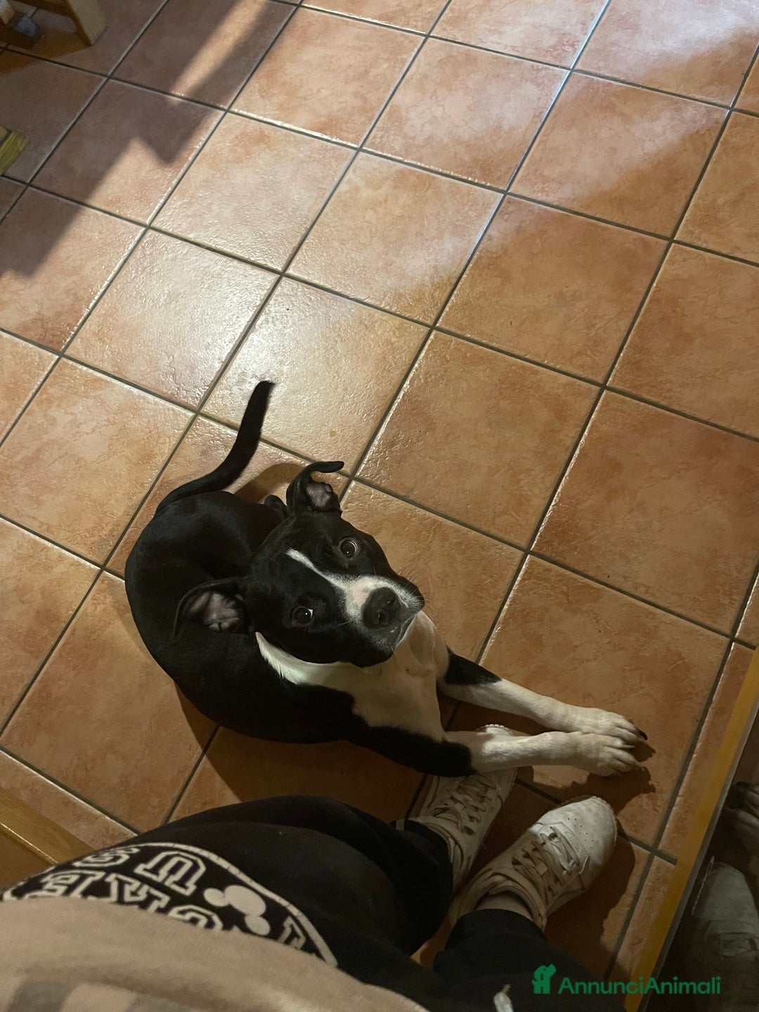 Pitbull cani in regalo: Pitbull di 3 anni - Annuncio 4