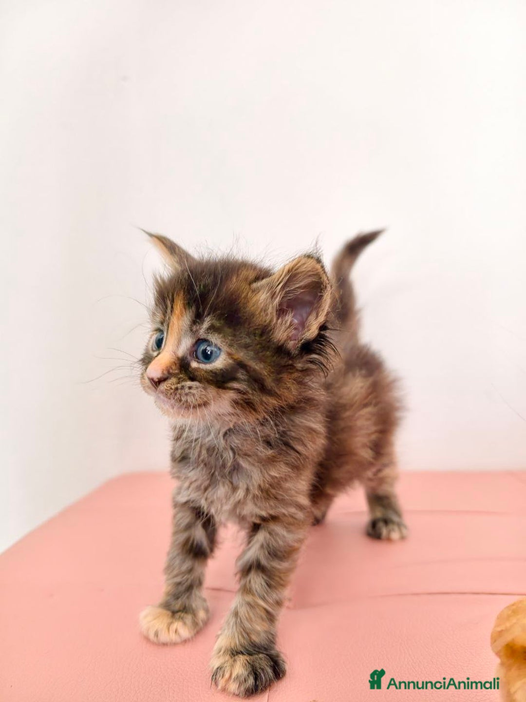 Maine Coon gatti in vendita: Cucciola Maine coon  - Annuncio 5