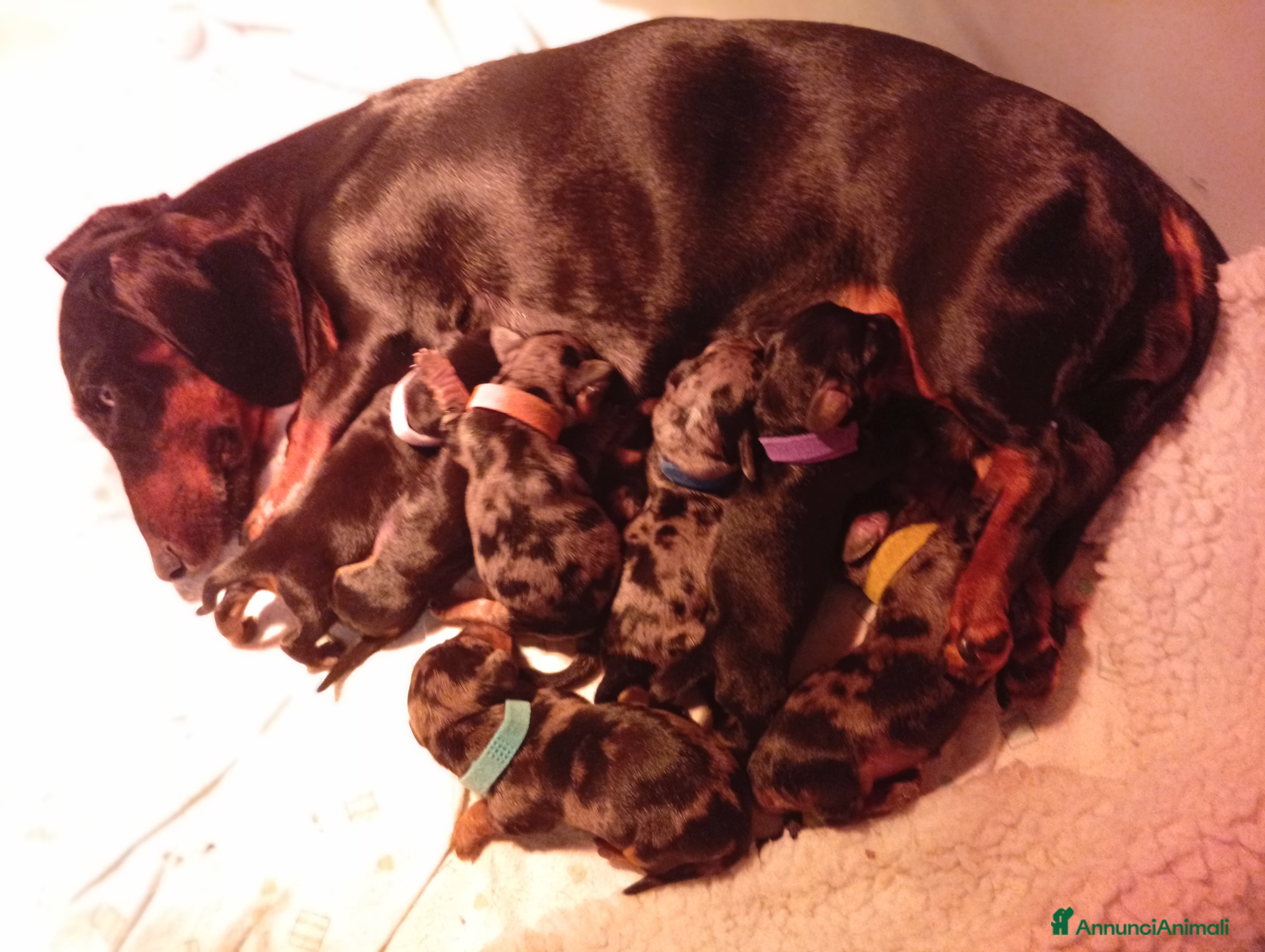 Bassotto cani Bassotti cuccioli disponibili  - Annuncio 1