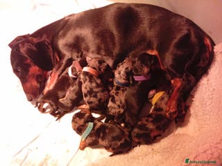 Bassotto cani Bassotti cuccioli disponibili - Annuncio 1