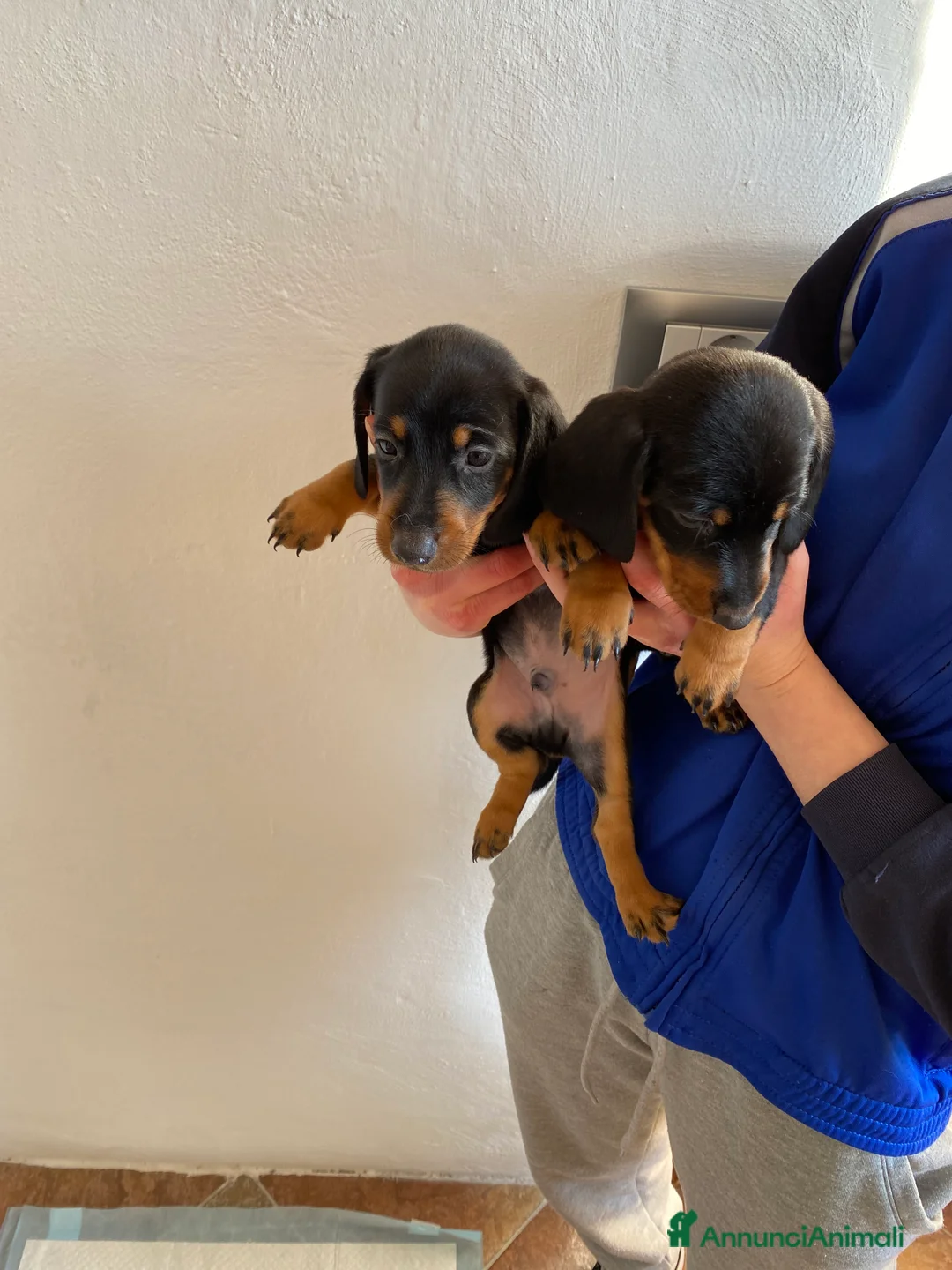 Bassotto cani in vendita: Bassotto nano tedesco a Città metropolitana di Milano - Annuncio 6