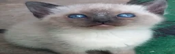 Thai gatti in vendita: Stupendi Thai - Annuncio 4