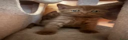 British gatti in vendita: Cuccioli British shorthair Cinnamon  - Annuncio 11