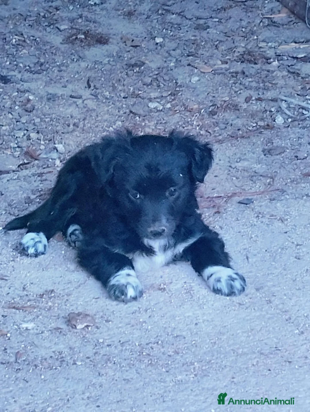 Border Collie cani in regalo: regalo cuccioli di border collie - Annuncio 2