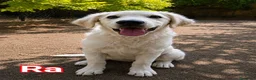 Pastore Abbruzzese Maremmano cani in regalo: Tre fratellini cercano famiglia  a Città metropolitana di Milano - Annuncio 2