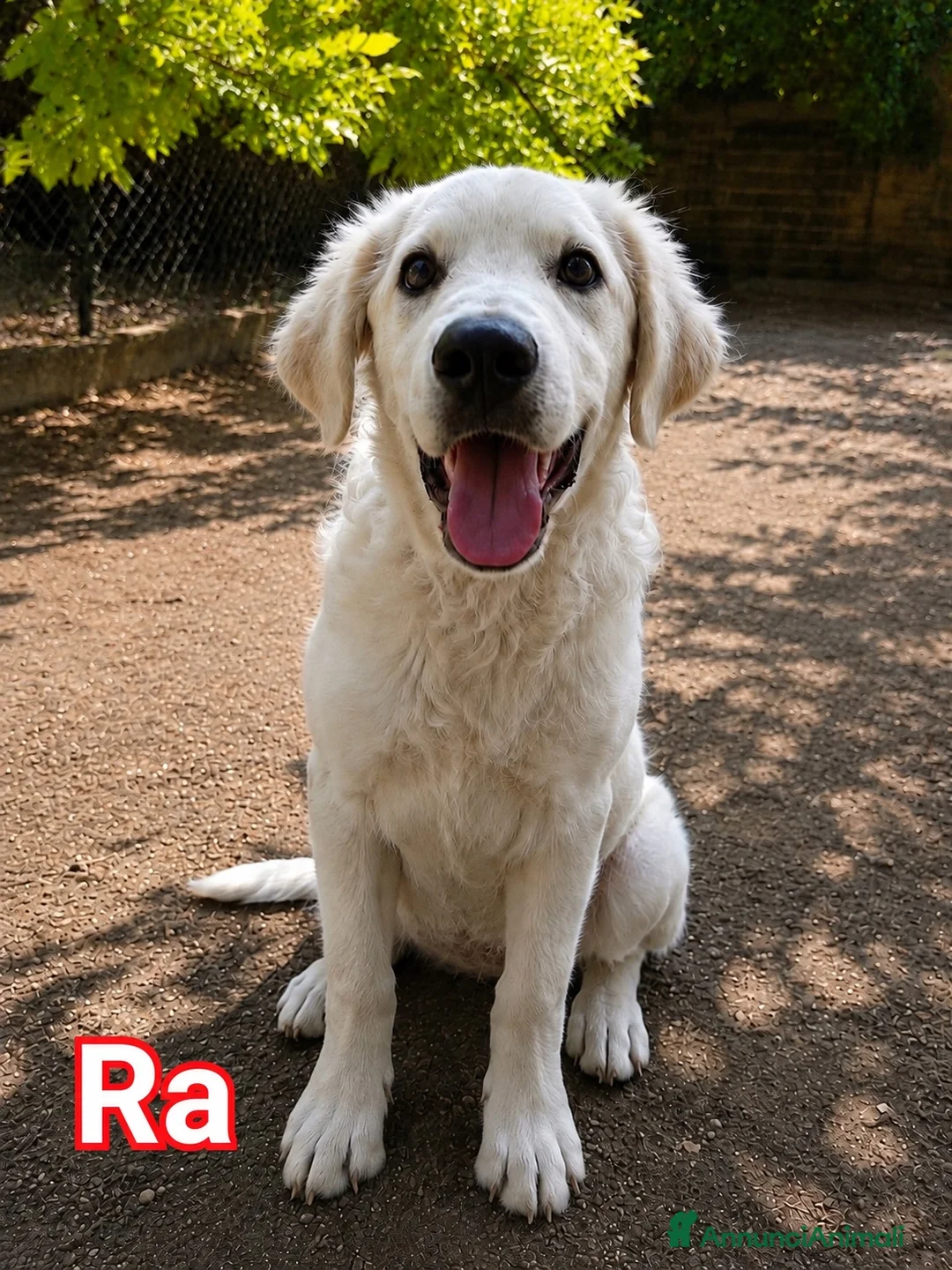 Pastore Abbruzzese Maremmano cani in regalo: Tre fratellini cercano famiglia  a Città metropolitana di Milano - Annuncio 2