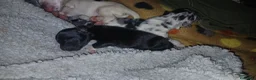 Meticcio cani in vendita: cuccioli pastore della lessinia - Annuncio 9