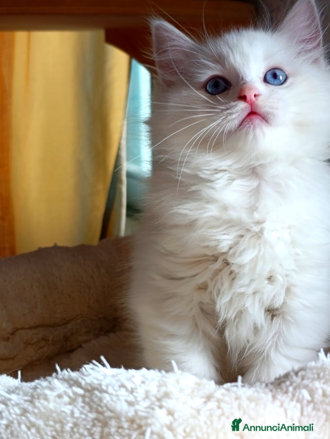 Ragdoll gatti in vendita: Ragdoll femmina  - Annuncio 5