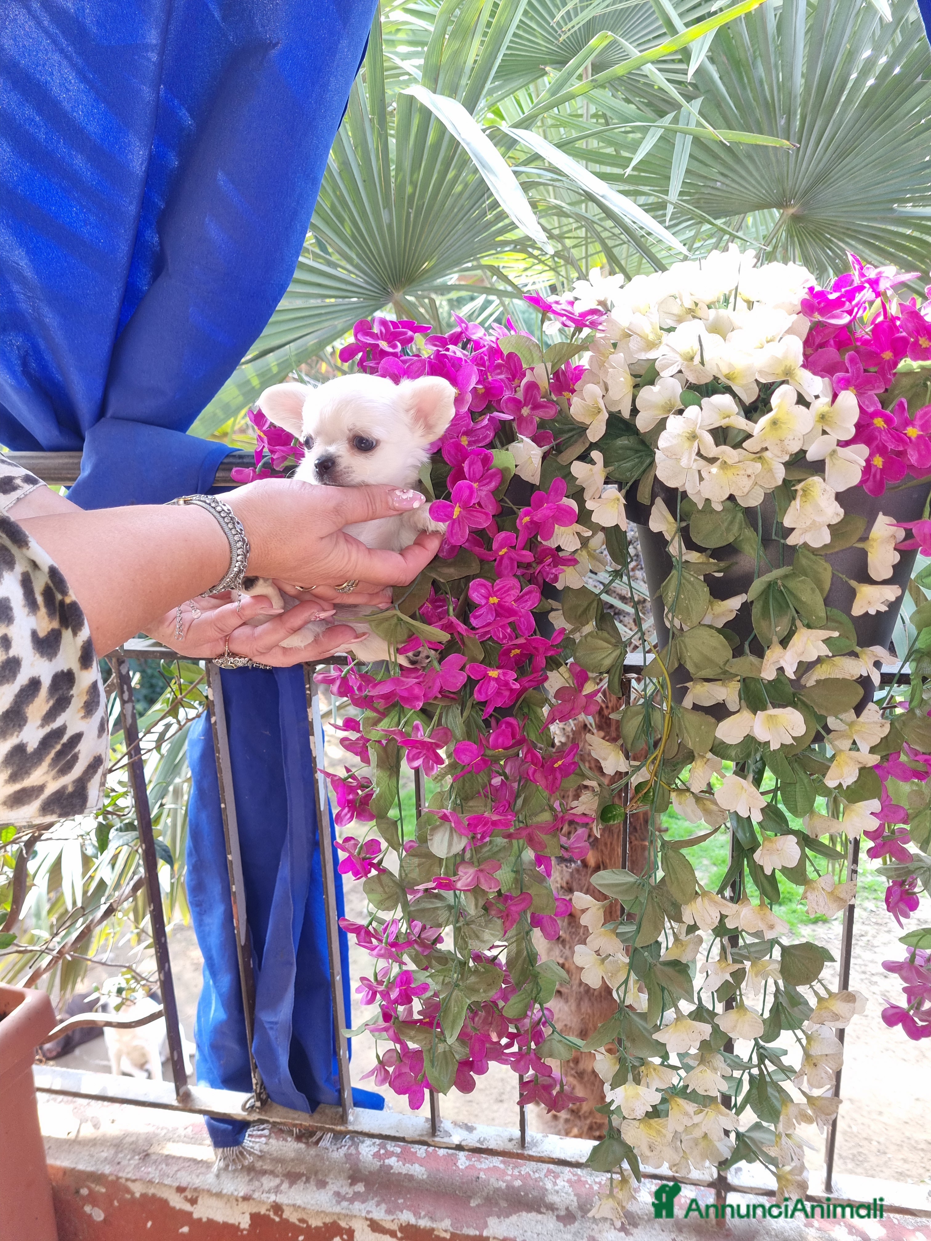 Chihuahua cani Cuccioli di chihuahua toy  - Annuncio 3