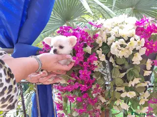 Chihuahua cani Cuccioli di chihuahua toy - Annuncio 3