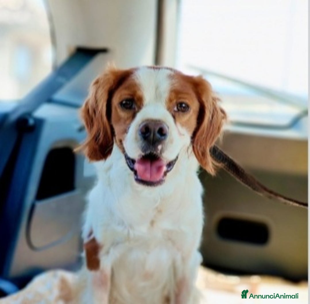 Breton cani in regalo: Breton 3anni 13kg RISCHIA DI TORNARE AL SUD.MODENA a Città metropolitana di Milano - Annuncio 3