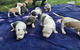 Staffordshire cani in vendita: Amstaff  - Immagine 8