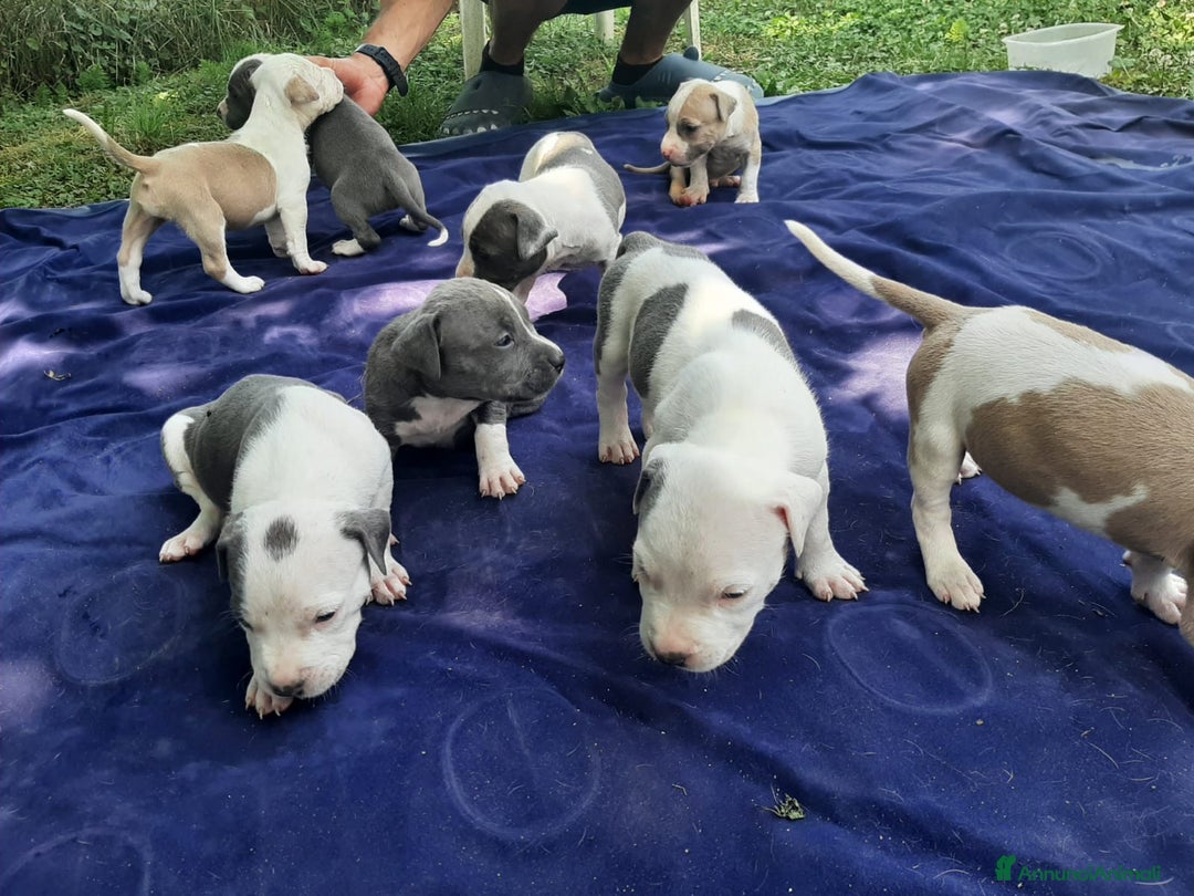 Staffordshire cani in vendita: Amstaff  - Immagine 8