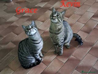 Europeo gatti GRACE e KEVIN, teneri gattini in adozione! - Annuncio 28
