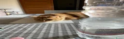 Europeo gatti in regalo: Gattini inseparabili - Annuncio 7