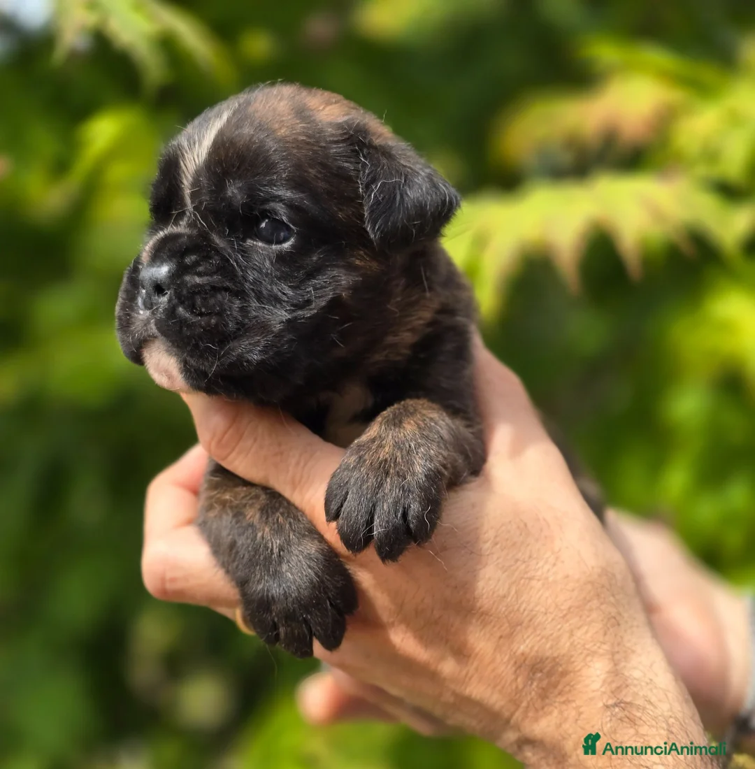 Boxer cani in vendita: Boxer cuccioli - Annuncio 2