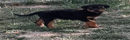 Rottweiler cani in vendita: Cucciolo maschio di Rottweiler con il Pedigree  - Annuncio 2