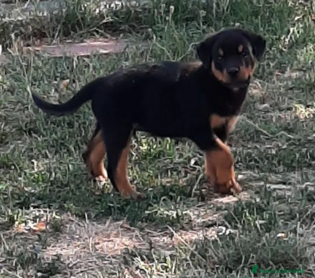 Rottweiler cani in vendita: Cucciolo maschio di Rottweiler con il Pedigree  - Annuncio 2