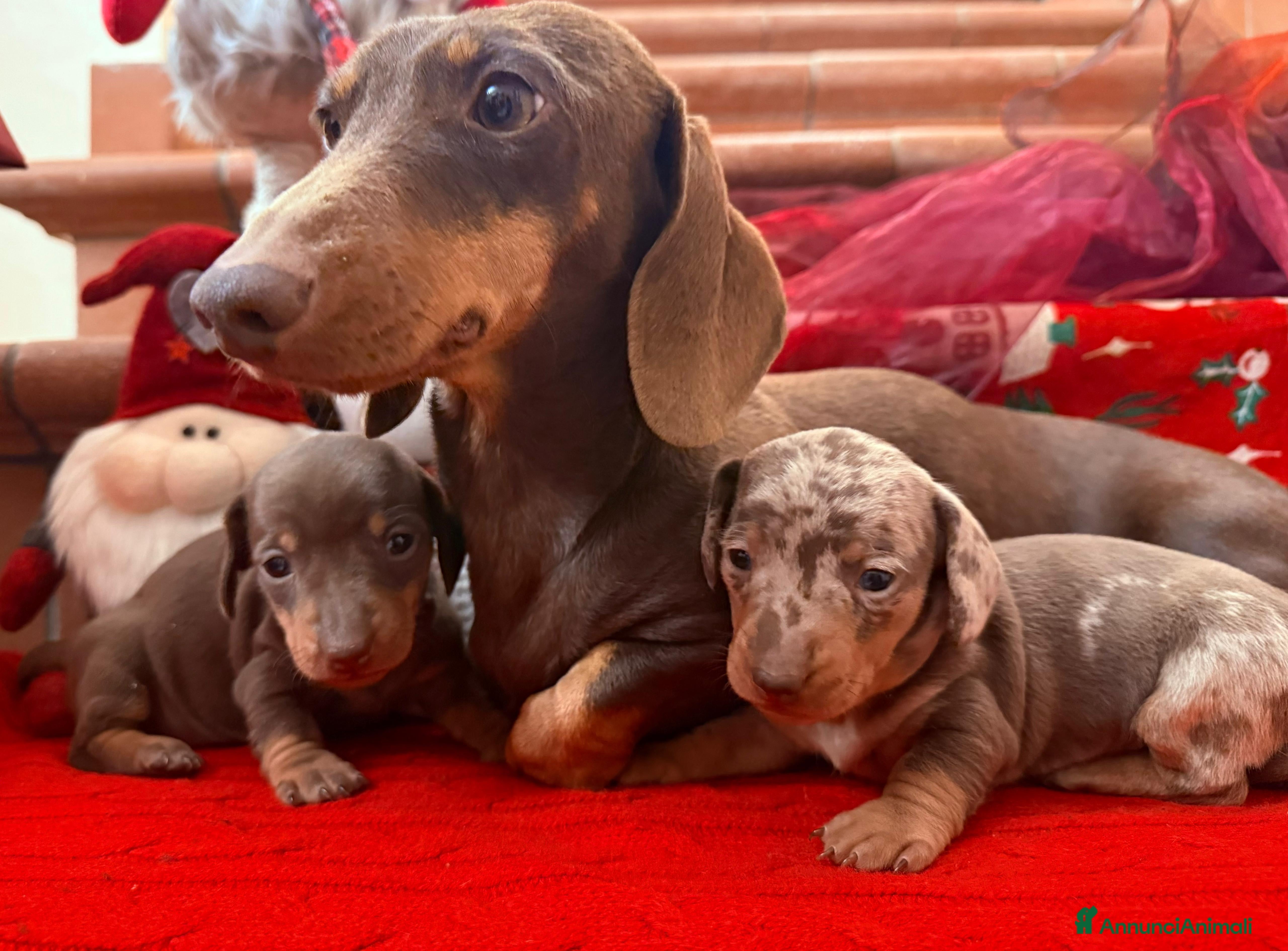 Bassotto cani Bassottini disponibili  - Annuncio 7