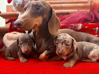 Bassotto cani Bassottini disponibili - Annuncio 7