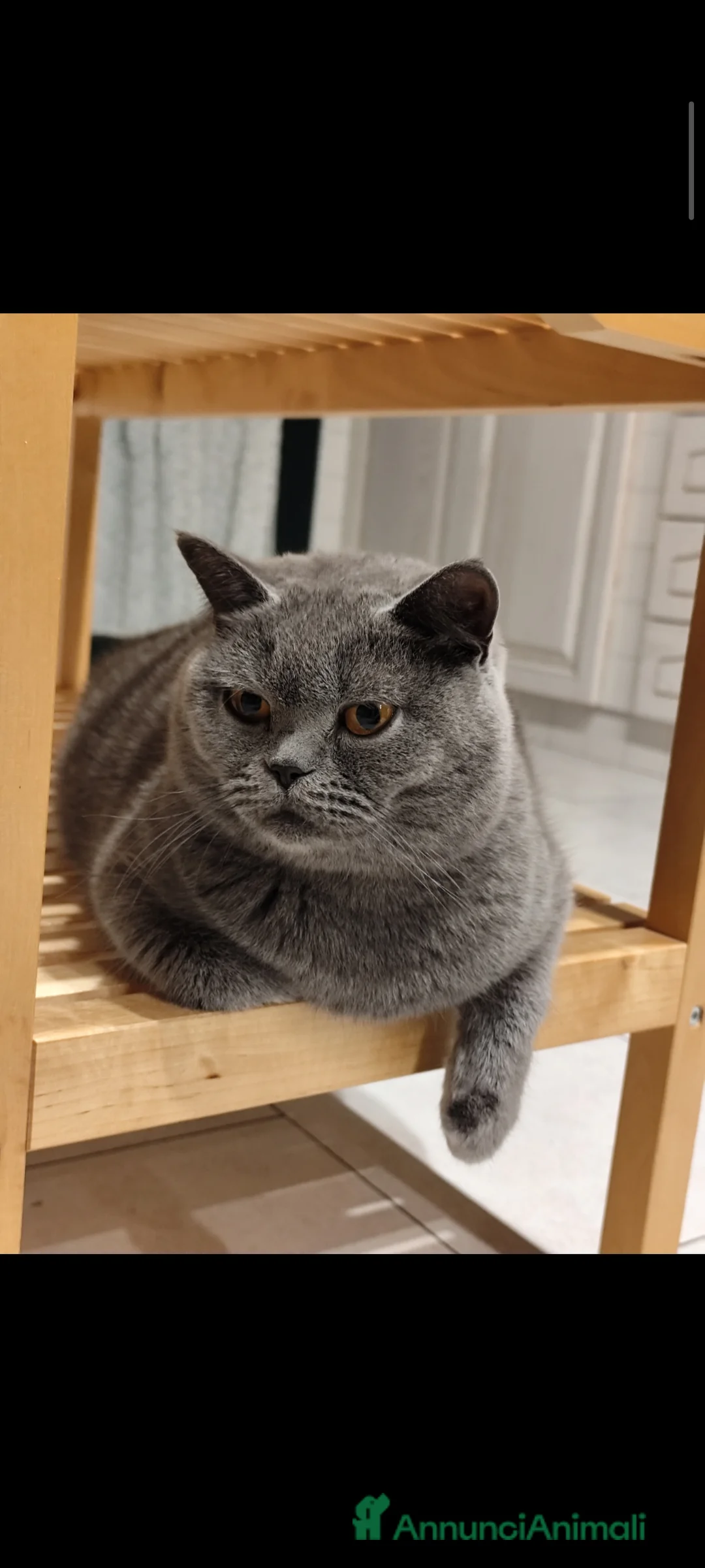 Scottish gatti in vendita: Gatta scottish stright  - Annuncio 5