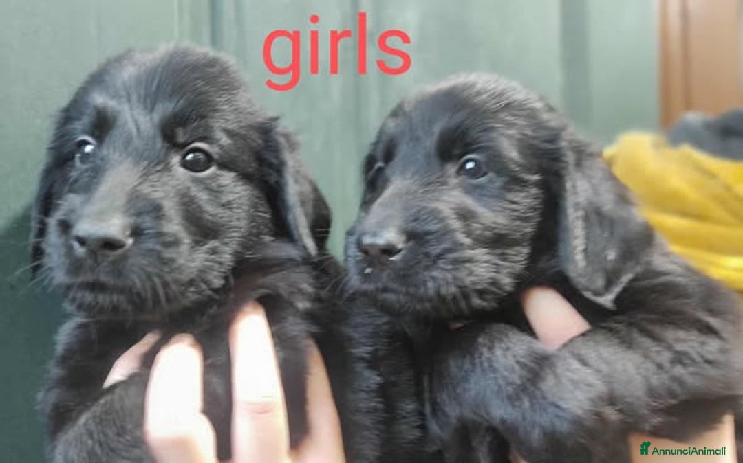 Flat Coated cani in vendita: CUCCIOLI FLATCOATED RETRIEVER - Annuncio 3