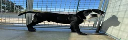 Cane Corso cani in regalo: Toyboy cucciolo 5 mesi taglia gigante - Annuncio 2