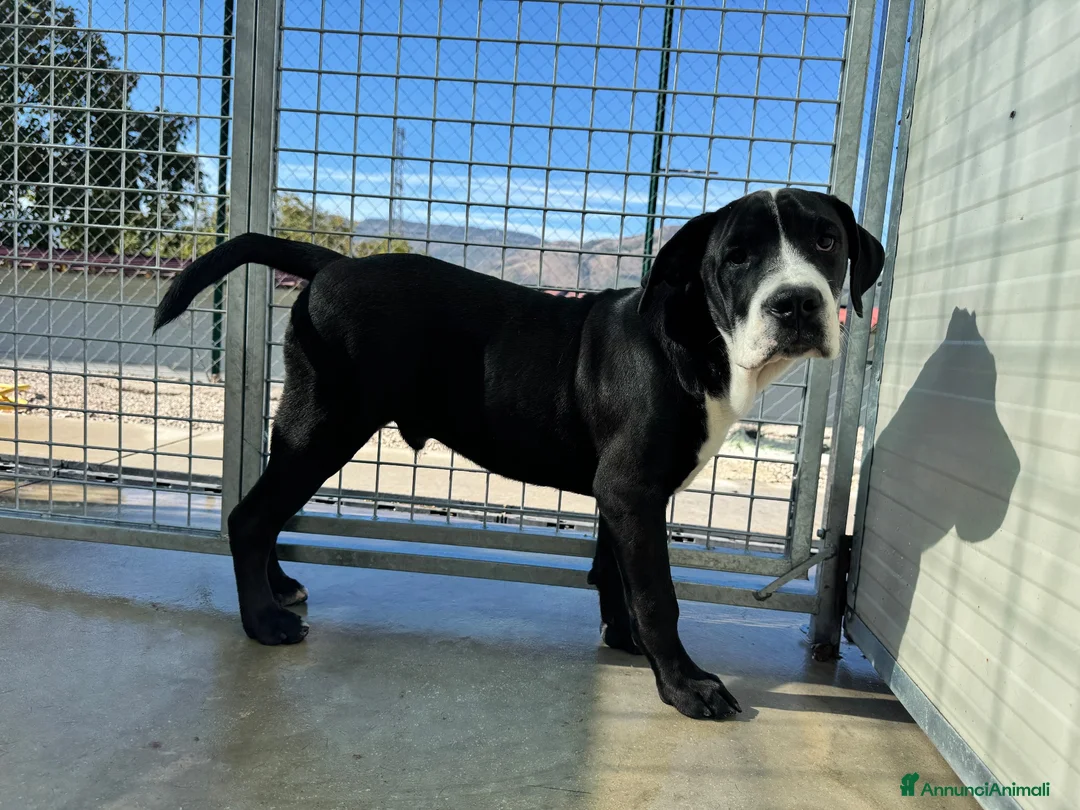 Cane Corso cani in regalo: Toyboy cucciolo 5 mesi taglia gigante - Annuncio 2
