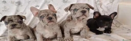 Bulldog Francese cani in vendita: Spettacolari bulldog francese cuccioli  - Annuncio 4