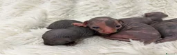 Sphynx gatti in vendita: Sphynx o gatto nudo - Annuncio 3
