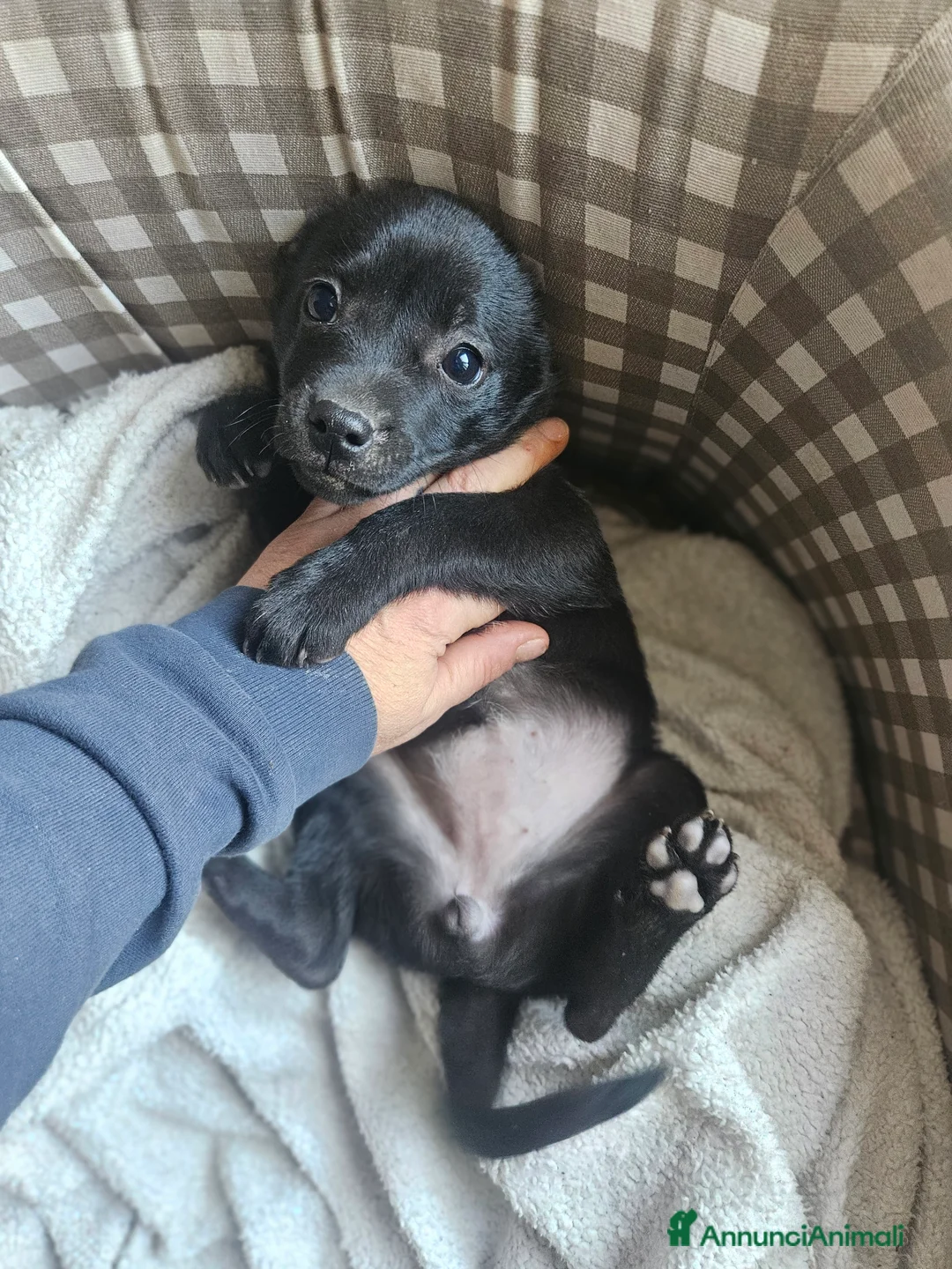 Meticcio cani in regalo: Cuccioli meticci  - Annuncio 3