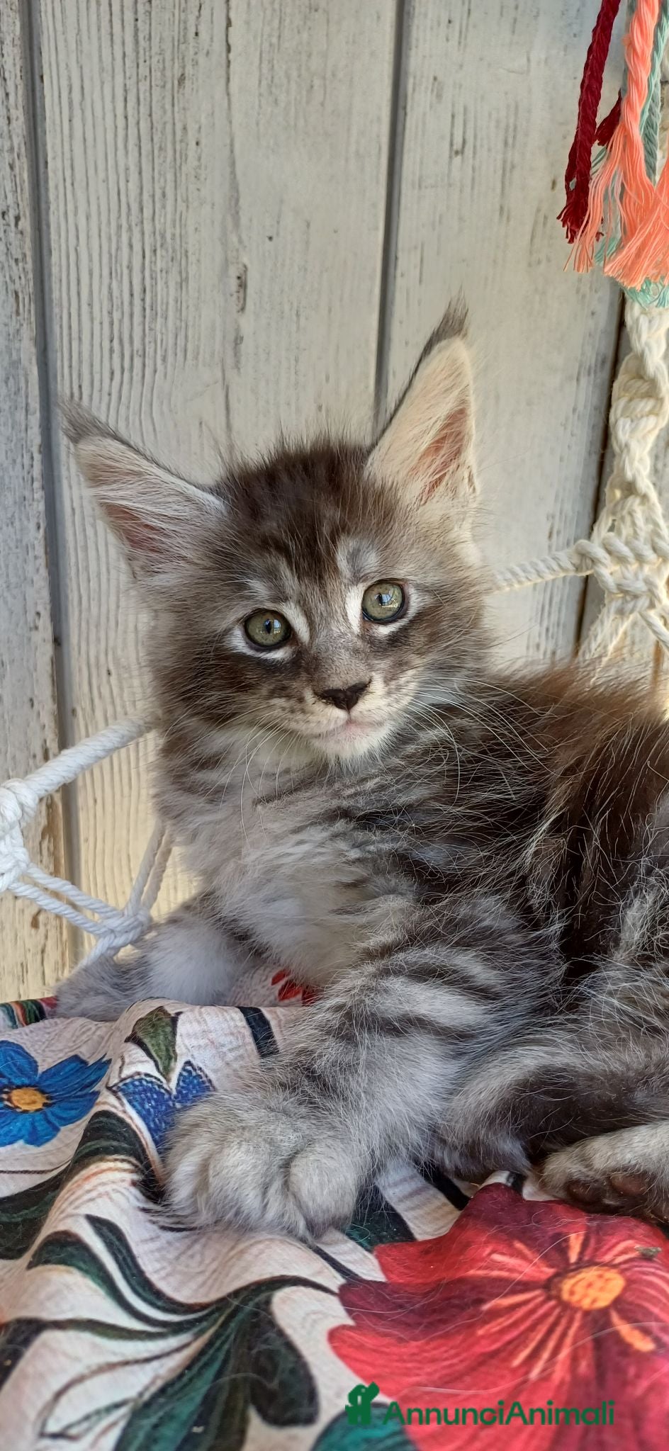 Maine Coon gatti Cucciolo di Maine Coon linea russa  - Annuncio 9