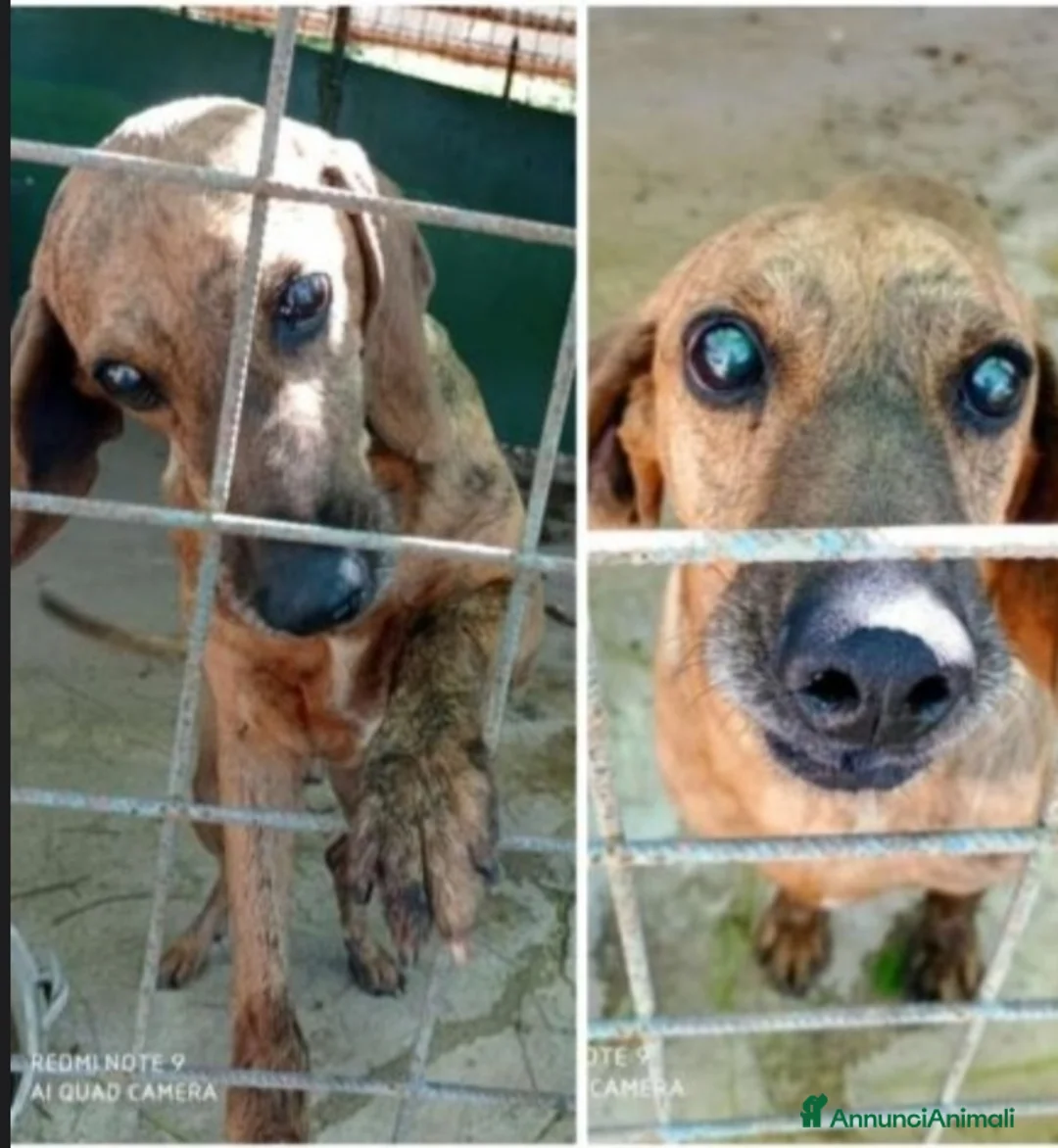 Segugio cani in regalo: Segugio 8anni DIVENTATO CIECO IN CANILE! LAZIO a Città metropolitana di Milano - Annuncio 6