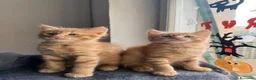 Meticcio gatti in vendita: ADOZIONE DI COPPIA 🐈🐈 - Annuncio 7